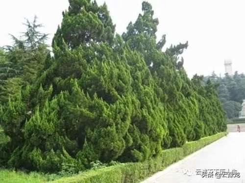碧血丹心雨花台 雨花台导游词