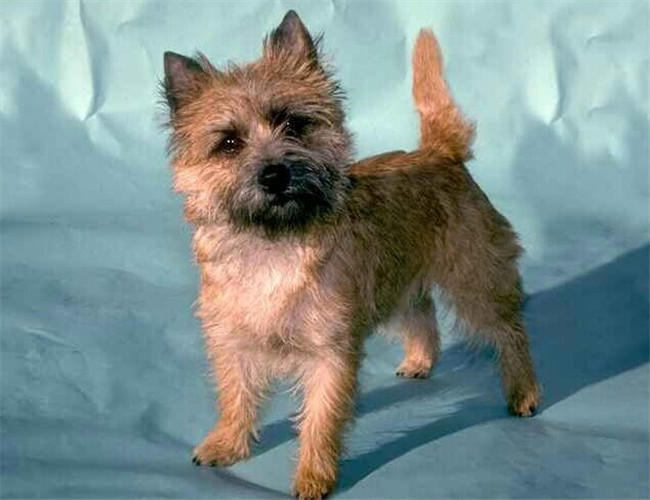 狗狗知识大百科狗的分类2