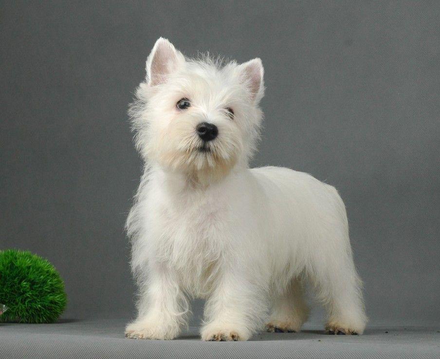 狗狗知识大百科狗的分类2