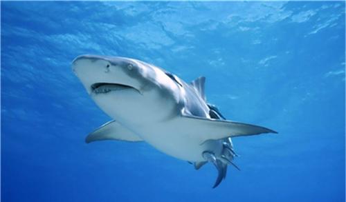 鲨鱼祖先是什么？