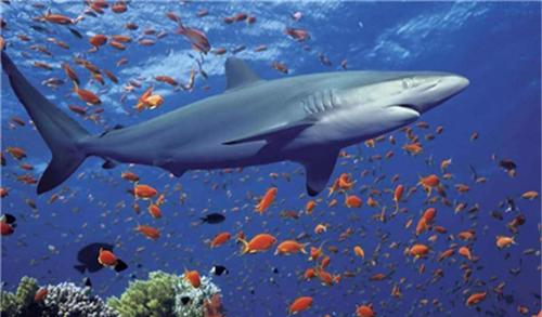 鲨鱼祖先是什么？