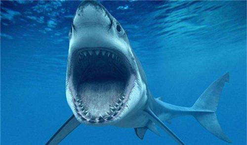 鲨鱼祖先是什么？