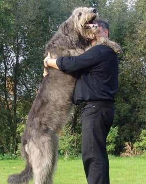 世界上最大的狗排名