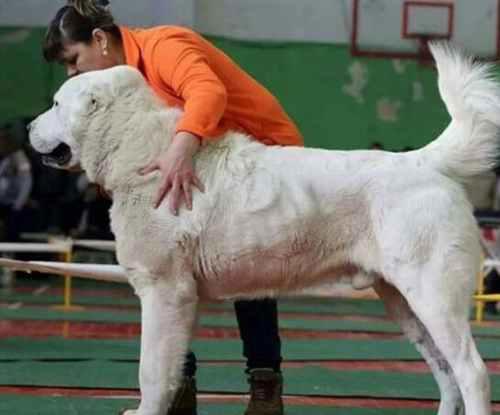 世界上最大的狗排名