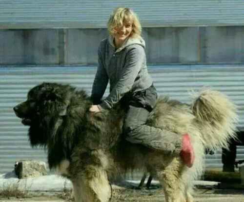 世界上最大的狗排名