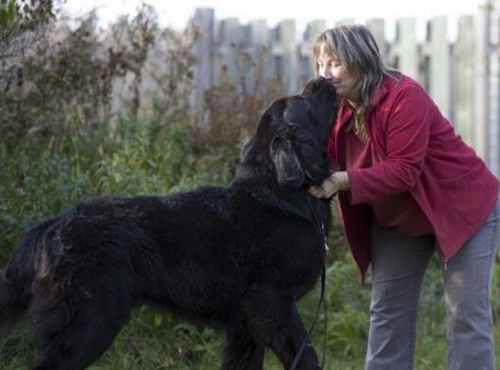 世界上最大的狗排名