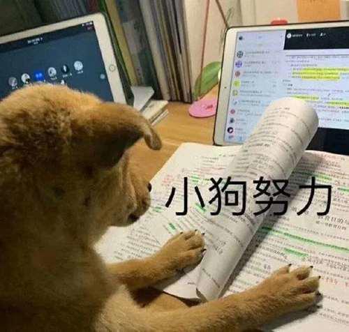 一看就是在好好学习的头像