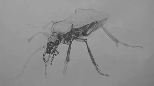 儿童学画画基础入门教程 画画入门教程