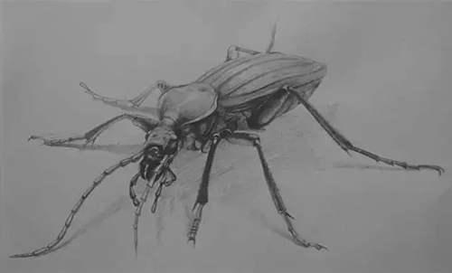 儿童学画画基础入门教程 画画入门教程