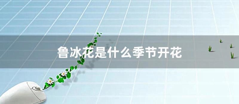 鲁冰花是什么季节开花 (鲁冰花是什么意思?)