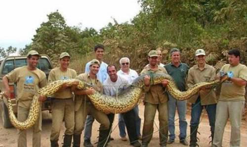 世界最大蟒蛇体长15米