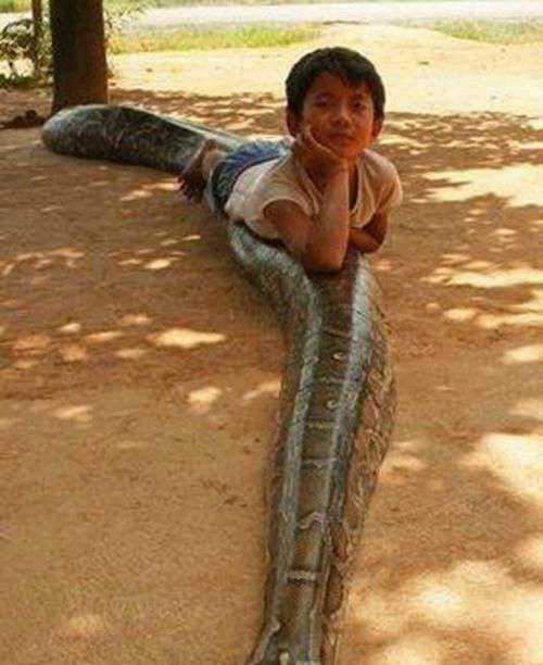 世界最大蟒蛇体长15米