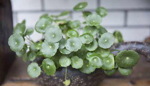 老李头的幸福晚年生活