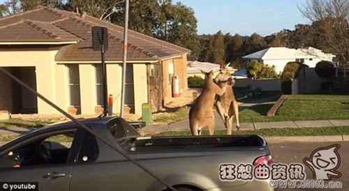 澳大利亚袋鼠当街斗殴视频