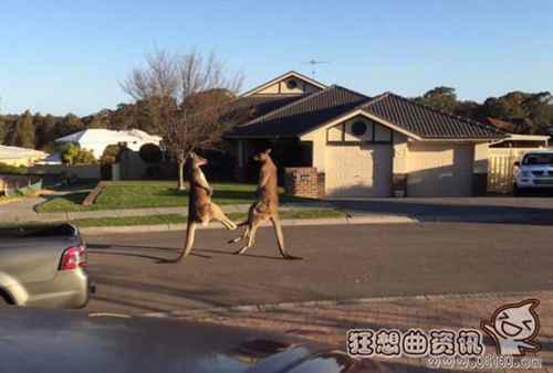 澳大利亚袋鼠当街斗殴视频