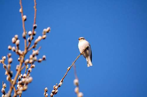 诲女知之乎的意思是什么？ 诲女知之乎的意思