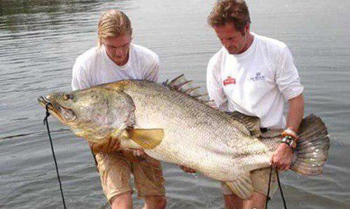 世界十大最凶猛淡水鱼排行榜