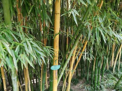 扬州游记个园篇