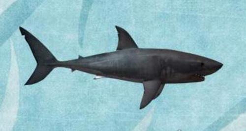 世界上最小十种鲨鱼