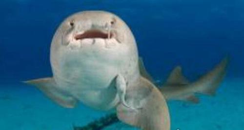 世界上最小十种鲨鱼