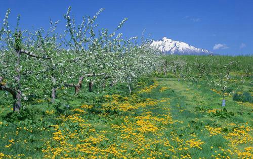 庚寅是什么意思