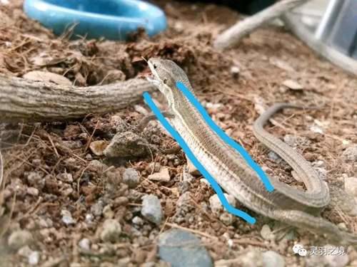 关于东北两种草蜥的鉴别