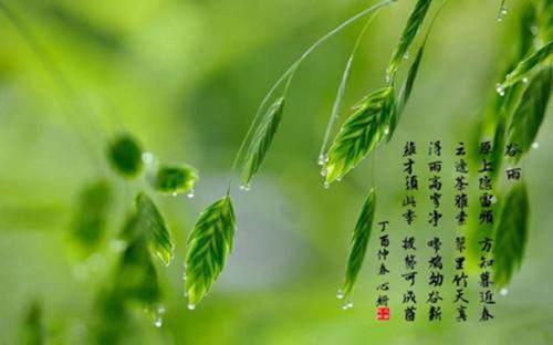 谷雨节气的说法