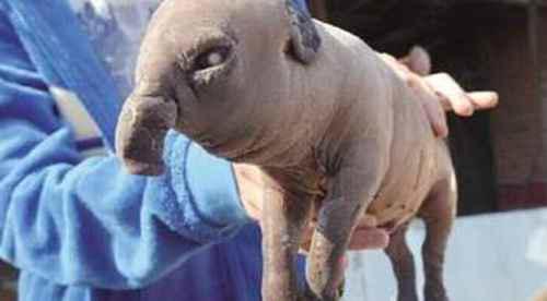 猪生象迷信上怎么说是什么兆头