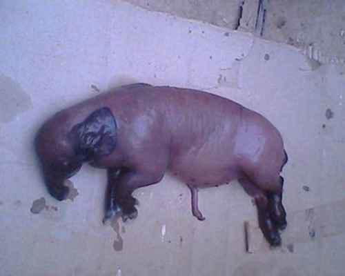 猪生象迷信上怎么说是什么兆头