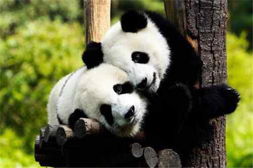 食铁兽是哪种动物