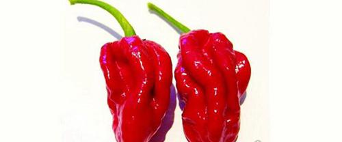 世界上最辣的辣椒排名
