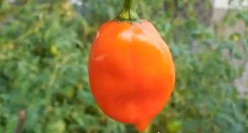 世界上最辣的辣椒排名