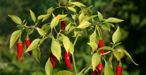 世界上最辣的辣椒排名