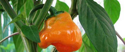 世界上最辣的辣椒排名