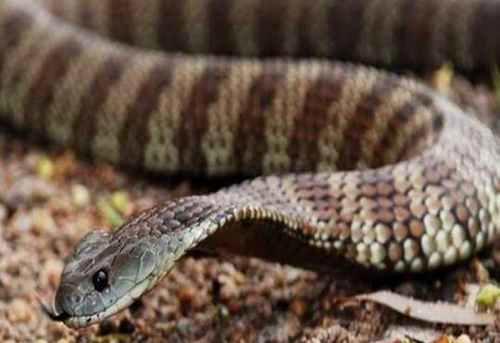 世界十大毒蛇排行榜