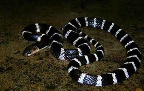 世界十大毒蛇排行榜