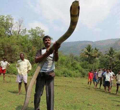 世界十大毒蛇排行榜