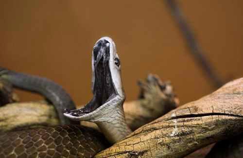 世界十大毒蛇排行榜