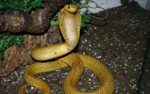 世界十大毒蛇排行榜