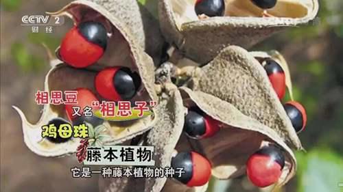 相思豆有毒是真的吗? 相思豆有毒