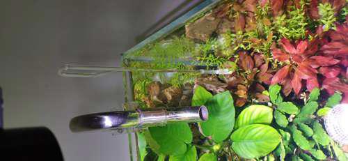 一个新手做的水草缸入门教程