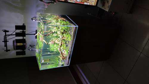 一个新手做的水草缸入门教程