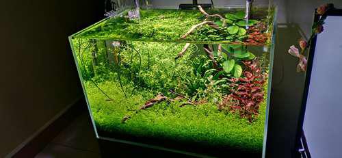 一个新手做的水草缸入门教程