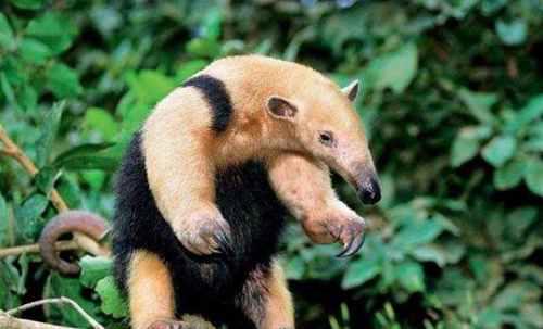 小食蚁兽身长60cm体重450克