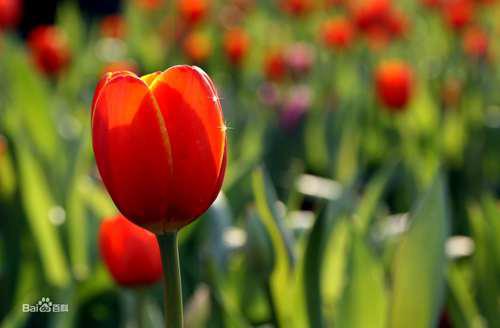 比高兽ピョコモンPyocomon