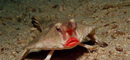 世界上十大最丑的动物