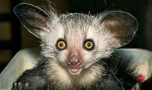 世界上十大最丑的动物