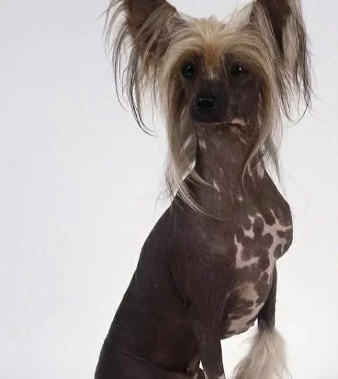 世界上十大最丑的动物