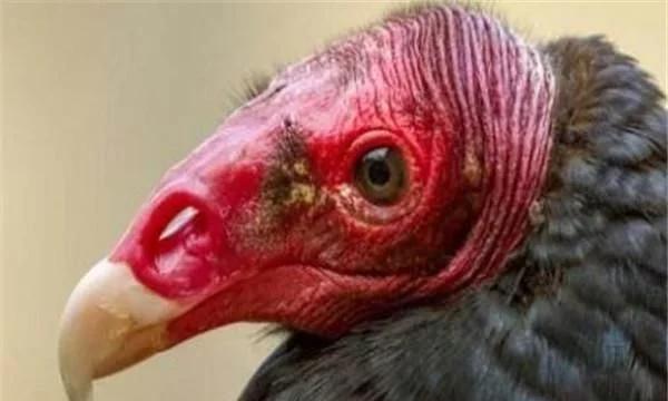 世界上十大最丑的动物