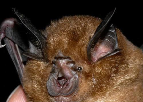 世界上十大最丑的动物